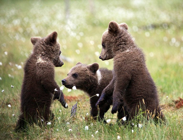 Guided Activities - Martinselkonen Wilds Centre